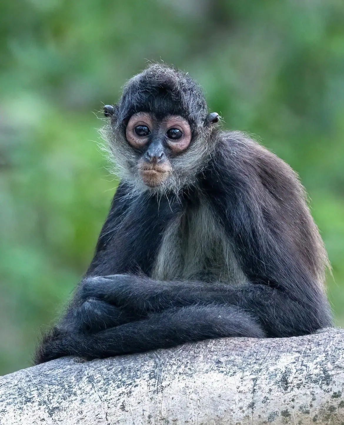 Spider monkey sitting on a tree branch